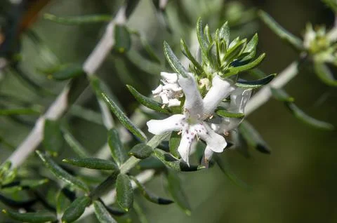 Stem of coastal rosemary native to eastern australia Foto stock
