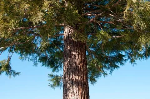 Stem of conifer tree closeup Stock Photos