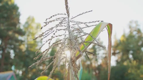 Stem of a corn plant against the background of sun rays and sky, slow motion Vidéo 254660211