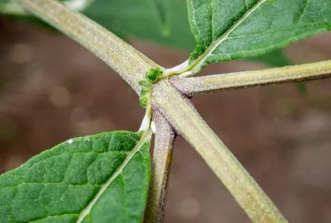 Stem-crossroad-new-leaf-buds Stock Photos