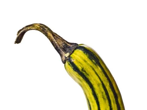 Stem of a cushaw  pumpkin Fotos Stock