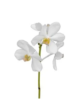 Stem of the cut out white dendrobium orchid stem flower isolated on white b.. Stock Photos