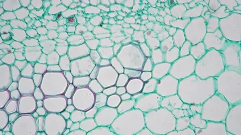 Stem of dicotyledon in transversal section cut filmed under microscope on bright Stock Footage 208853592