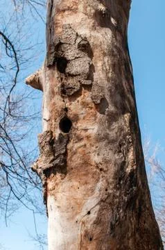 Stem of dried dead tree Stock Photos