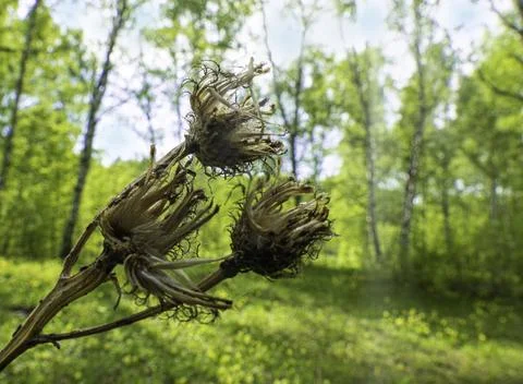 The stem of a dried flower against a backdrop of birch trees gwing in a gre.. Stock Photos