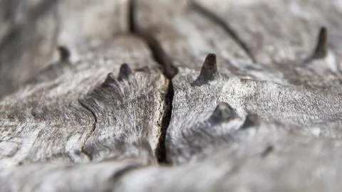 Stem dry 写真素材