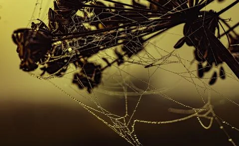 The stem of a drying hogweed is covered with a web of drops of morning dew Stock Photos