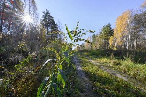 Stem of a field shrub next to a forest dirt road illuminated by the autumn Stock Photos