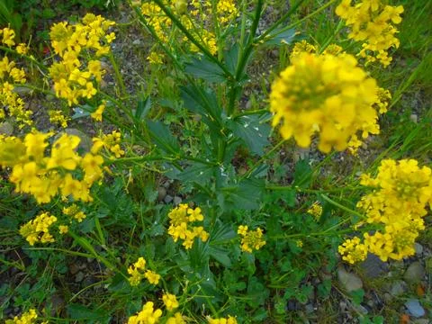 Stem-Focused Top-Down View of Yellow Wild Barbarea Vulgaris Flowers on Stock Photos
