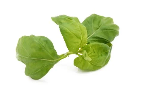 Stem of fresh basil leaves Stock Photos