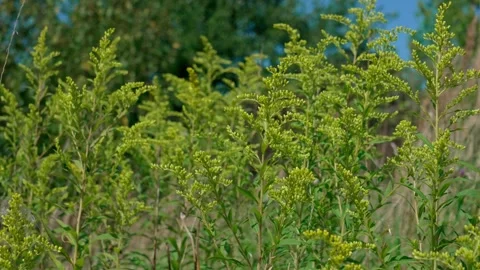 Stem of giant goldenrod Stock Footage 323444050