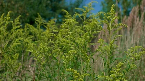 Stem of giant goldenrod Stock Footage 323444337