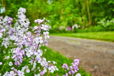 Stem of gorgeous purple Dames Rocket flowers in bloom with blurred road and Foto stock