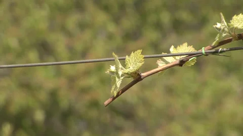 Stem of grape vine with new shoots Stock Footage 39661002