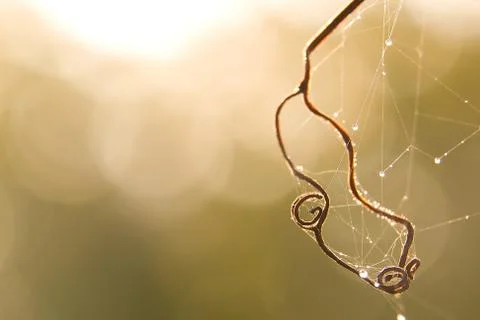 Stem grapevine Stock Photos