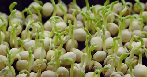 The stem grows from the pea bulbs Stock Footage 153101171