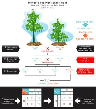 Stem Height Genetic Trait Pea Plant Mendel Experiment Infographic Diagram Stock Illustration