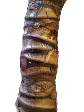 Stem of a leafy plant. Deciduous tree bark Stock Photos