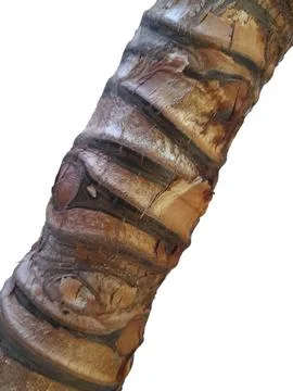 Stem of a leafy plant. Deciduous tree bark Stock Photos
