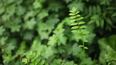 Stem with leaves of Jacob's ladder in fr... | Stock Video | Pond5