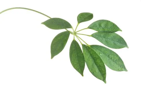 Stem with leaves Stock Photos