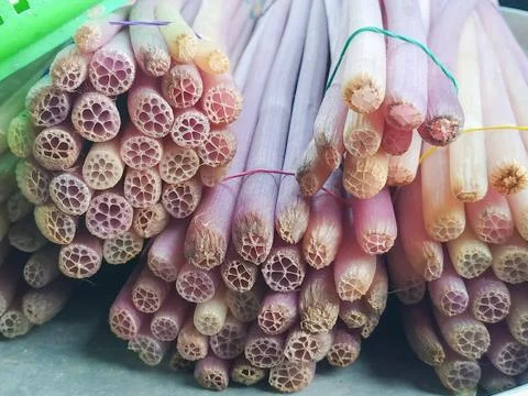 The stem of lotus cut Stock Photos