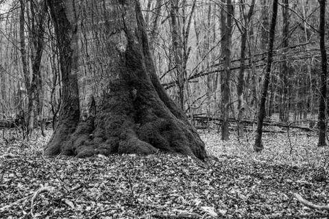 Stem of massive oak tree with moss black and white Stock Photos