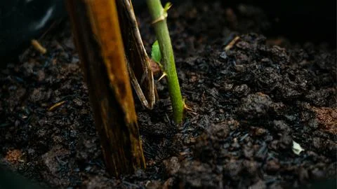 The stem of a melon plant Stock Photos