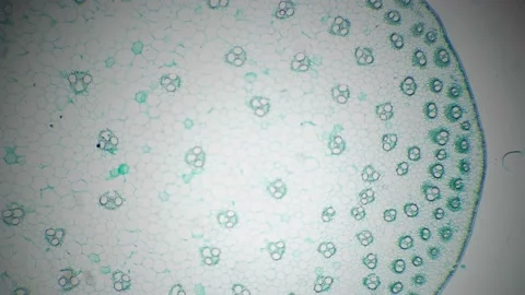 Stem of monocotyledon transversal section cut under the microscope 40x Stock Footage 204801749