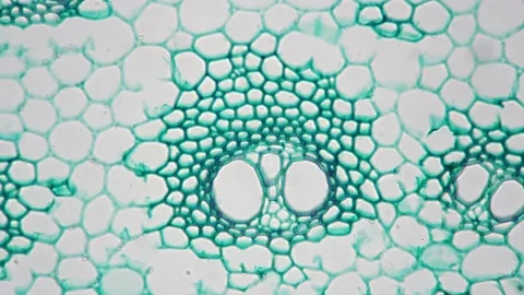 Stem of monocotyledon transversal section cut under the microscope 200x Stock Footage 208853543