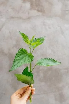 Stem of nettle in woman's hand Stock Photos