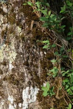 Stem of an oak Foto stock