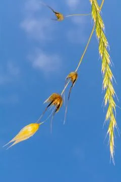 Stem Oats Field Stock Photos