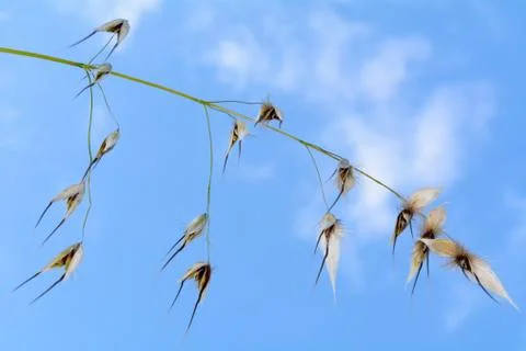 Stem Oats Field Foto stock