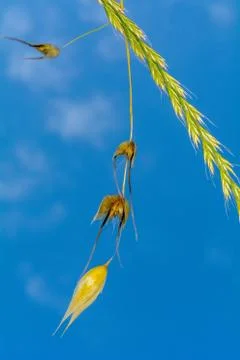 Stem Oats Field Stock Photos