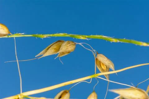 Stem Oats Field Stock Photos