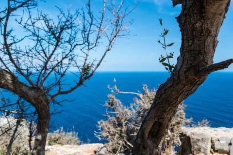 Stem of old olive tree in front of sea panorama Stock Photos