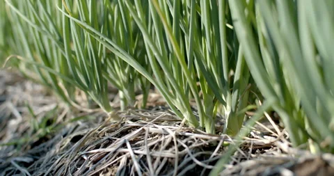 Stem of onion.The onions are fully grown and ready to be exported and sold. Stock Footage 298156596