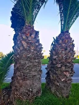 The stem of the palm trees Stock Photos