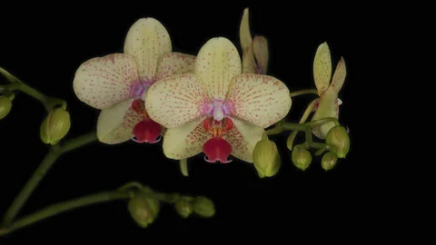 A stem of patterned yellow and pink moth orchid flowers - close up 1. 4K tripod Stock Footage 198026283