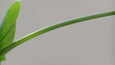 The stem of peas close-up Stock Footage 131207785