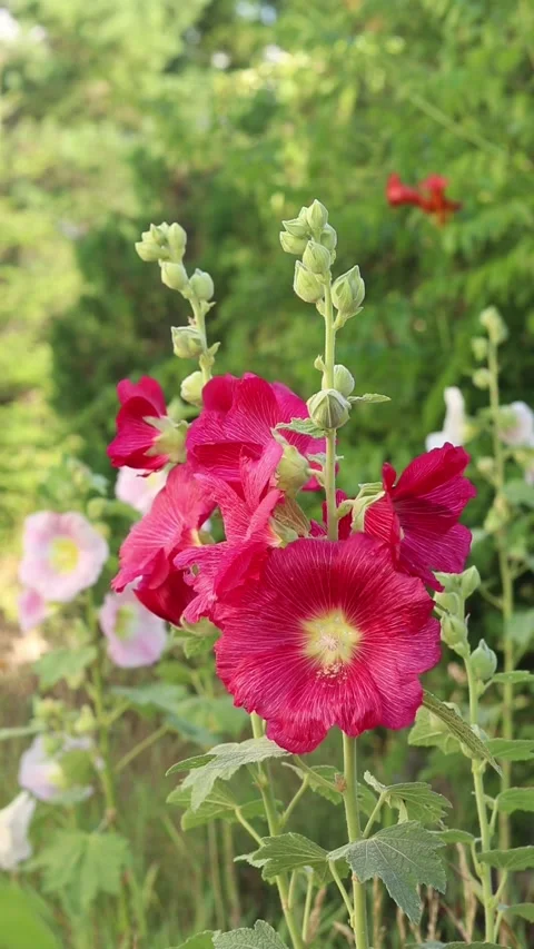 Stem with pink flowers on a blurred green background Stock Footage 340404865