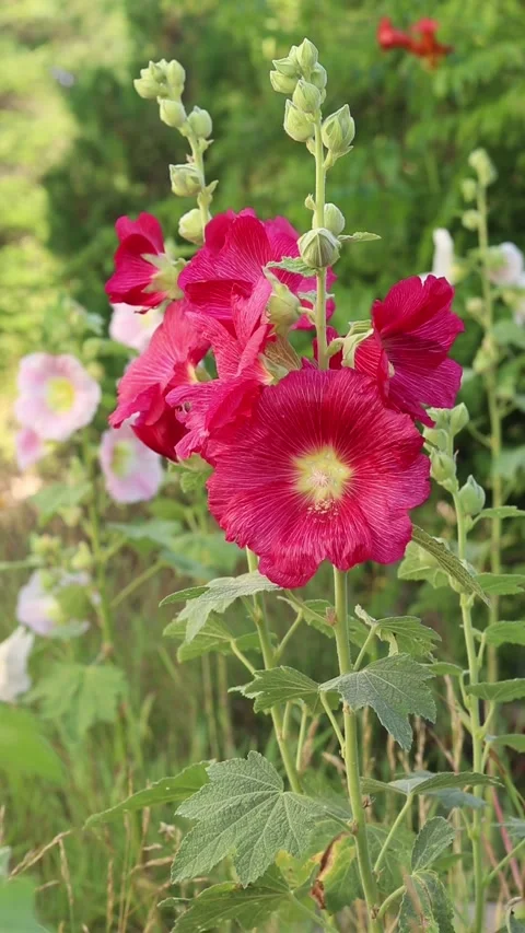 Stem with pink flowers on a blurred green background Stock Footage 340404884