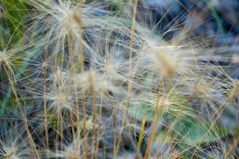 Stem of a plant on a blurred background Free Stock Photos