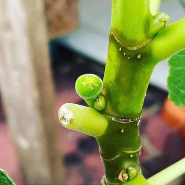 Stem of a plant 库存照片