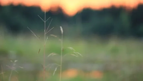 The stem plants on the background of the sunset and the forest Stock Footage 7763765