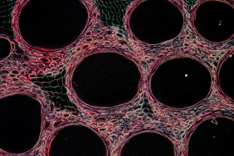 Stem of pumpkin, 写真素材