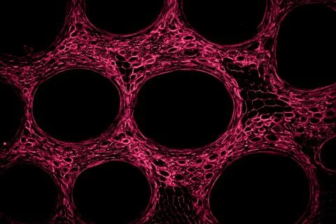 Stem of pumpkin, Stock Photos