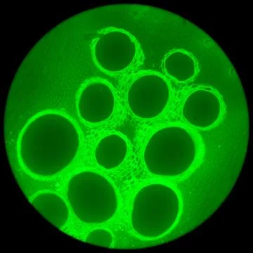 Stem of pumpkin, Foto stock