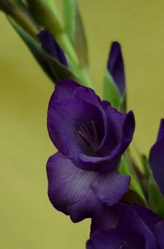 A Stem of Purple Gladiola Stock Photos